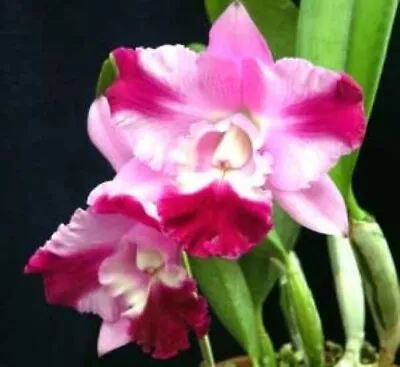 Cattleya Mini Song 'Petite' Fragrant & Compact Orchid Plant Shipped In 2.5  Pot • $16.95