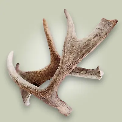 Set Of Shiras Moose Shed Antlers Two Paddles Grade C Naturally Shed Matching! • $135