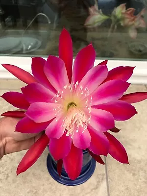 Epiphyllum Orchid Cactus              Pure Of Hearts • $24.97