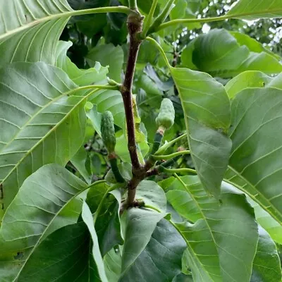 3 Seeds Magnolia Acuminata • £6.47