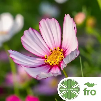 Flower - Cosmos Picotee - 300 Seeds - White - Pink - Fizzy - Fast Free Delivery✅ • £2.49