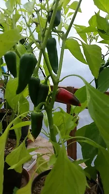 Chilli - Jalapeno - 20 Seeds - Organically Grown • £1.50