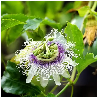 £19.99 • Buy Passiflora Edulis Passion Fruit In Large 2L Pot, Tasty Exotic Fruits And Flowers