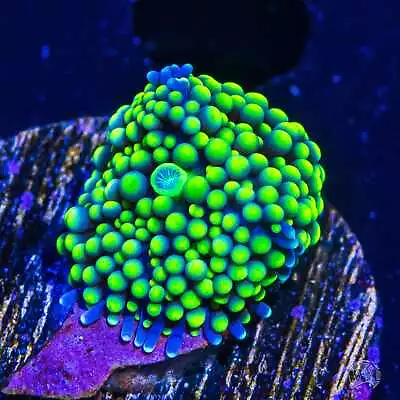 Nuclear Willy Ricordea Mushroom WYSIWYG Live Coral - 297 • $4.99