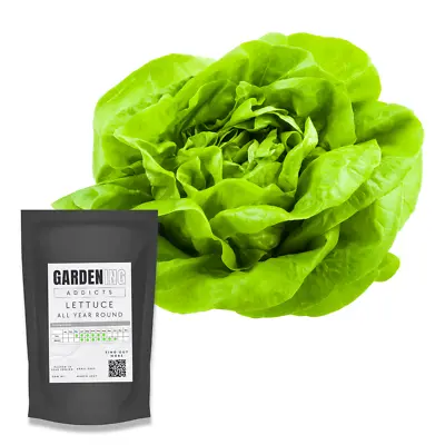Lettuce All Year Round (Approx 1000 Seeds) • £2.29