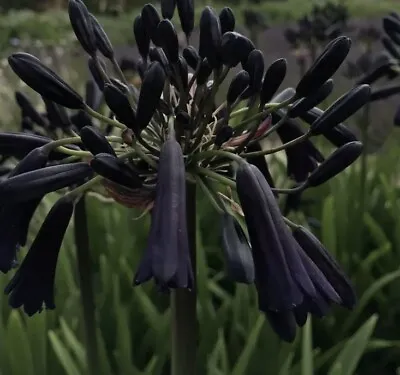 New!  Black Magic Agapanthus Lily Of The Nile In 9cm  Pot Limited In Stock • £11