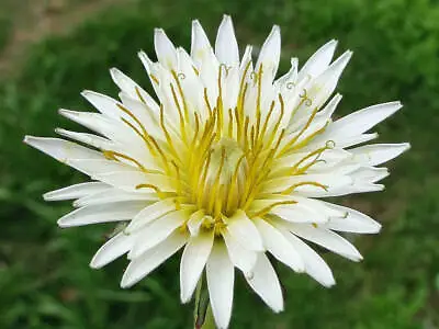 RARE Pack Of 30 White & Yellow Dandelion Seeds - Taraxacum Albidum • £4