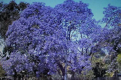 10 Seeds Jacaranda Cuspidifolia #436 • £1.31