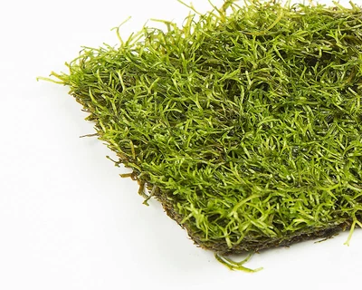 £9.99 • Buy Crystalwort (Riccia Fluitans) Live Floating Or Carpeting Plants (7G)