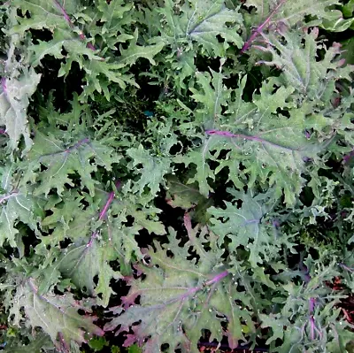 ORGANIC - 100 Kale Red Russian Seeds (Heirloom Variety) - Fresh UK Seeds Non GMO • £2.65