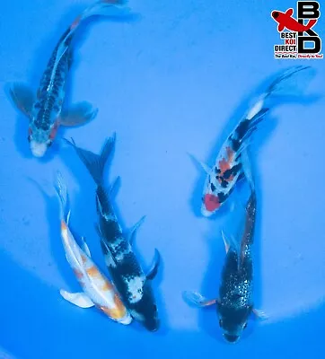 (5) 6-8   ASSORTED BUTTERFLY FIN POND PACK Live Koi Fish Garden Pond Fin BKD OE • $169.99