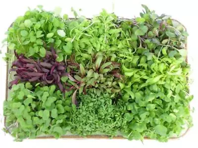 MICROGREENS GREEN RADISH GROW YOUR OWN FRESH WINDOWSILL SALADS 25g ORGANIC SEEDS • £2.79