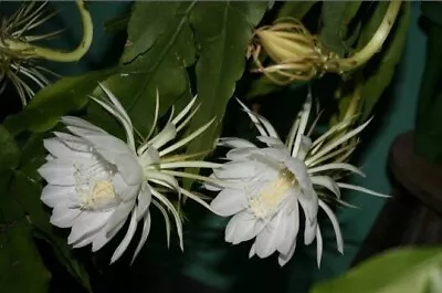  Epiphyllum Oxypetallum Orchid Cactus 'Queen Of The Night' One Leaf Cutting SALE • $10.99