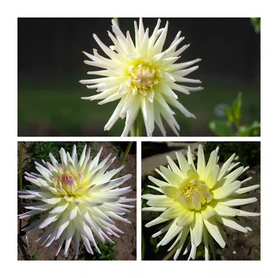 Dahlia Cactus 'Shooting Star' Tubers X 3 Grade L (Top Size) Summer Flowers • £14.95