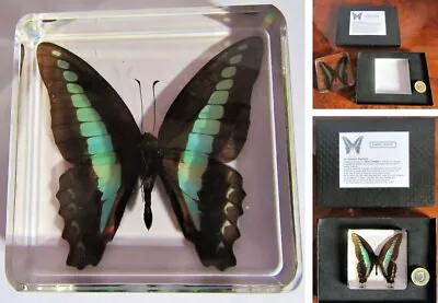 £17.95 • Buy Butterfly In Resin - Real Insects Nature Collection In Quality Gift Display Case