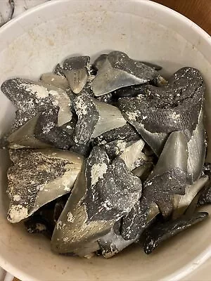 BULK MEGALODON TOOTH SHARDS AND FRAGMENTS 1/4 1/2 And 3/4 TEETH By The Pound • $22