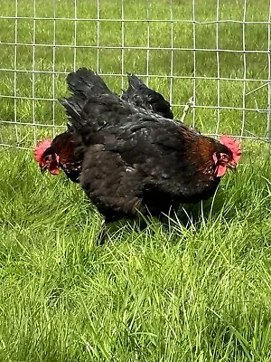 6 X French Copper Black Marans Hatching Eggs • £20