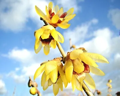 Wintersweet Chimonanthus Praecox Rare Fragrant Shrub Winter Flowering 10cm • £7.90