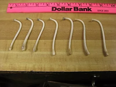 Raccoon Baculum Bone   You Are Buying 1 Bone Only • $9.99