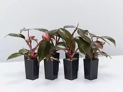 Philodendron Pink Princess • $79.95