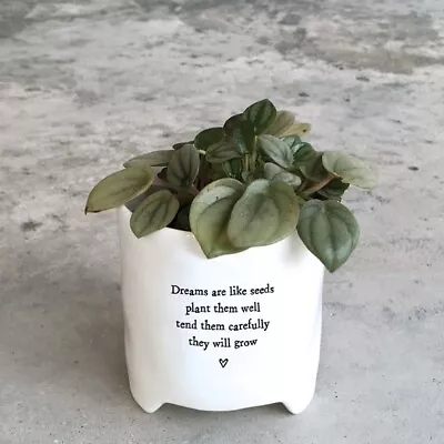 East Of India Planter With Gift Box 'Dreams Are Like Seeds ...'. • £13.99