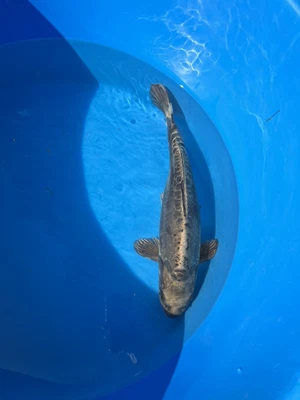 £34 • Buy Koi Ghost Carp 40cm Japanese