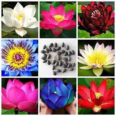 India Mini Lotus Flower Seeds Mix Colors(Pack Of 15 Seeds) • £10.68