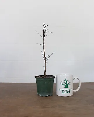 Bonsai Tree Chinese Elm Small Leaves Hardy Easy Grower Live Bonsai Tree • $22