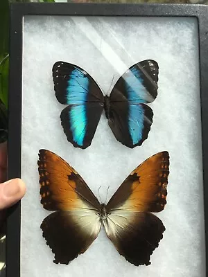 Rare Morpho Hecuba And Morpho Helenor Riker Mount!!!! • $64.50