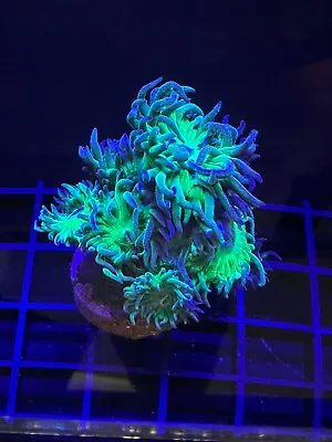 Live Coral Duncan Green 1 Polyp • $15