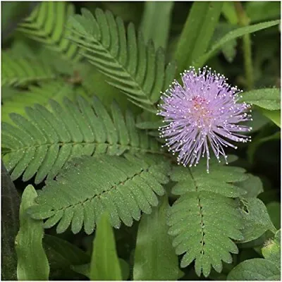 Mimosa Pudica Seeds - Sensitive Plant - 30 Seeds - Touch-Me-Not - Grow Your Own! • £1.99