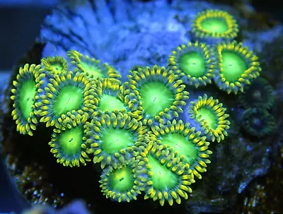 Lovely WYSIWYG Radioactive Dragon Eyes Zoanthid Zoa Zoas Coral Frag-Marine LPS • £0.99