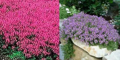 Creeping Thyme MIXED Red & Purple 4  Ground Cover Perennial Non-GMO 500 Seeds! • $3.98