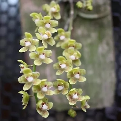 Chiloschista Segawai Leafless Orchid Mounted • $33.15