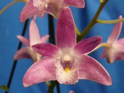 $15 • Buy THG Orchid DENDROBIUM X Delicatum 'Lilac Dream' Div In A 40mm Tube