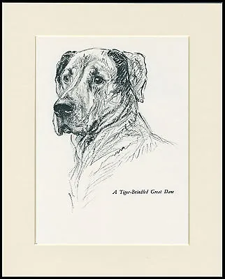 GREAT DANE LOVELY VINTAGE IMAGE 1930'S DOG ART PRINT By KF BARKER READY MOUNTED • $9.95