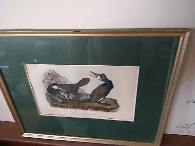 ART Print  COMMON CORMORANT  JT Bowen Lithograph  Audubon -  N. 83 Pl. 415 • $49.50