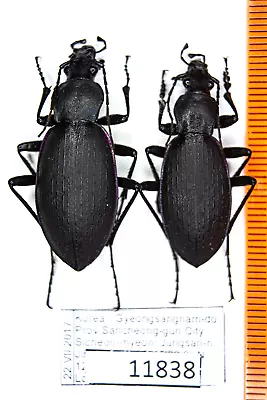 Carabus (Coptolabrus) Jankowskii Kojensis Carabidae Korea PAIR A1-/A1 13838 • $50