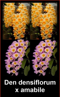 $70 • Buy OoN Dendrobium Densiflorum X Amabile Orchid (Indian Dens) 100mmPot