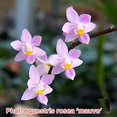 $28 • Buy Phalaenopsis Equestris Rosea 'Mauve  Species - Seedlings