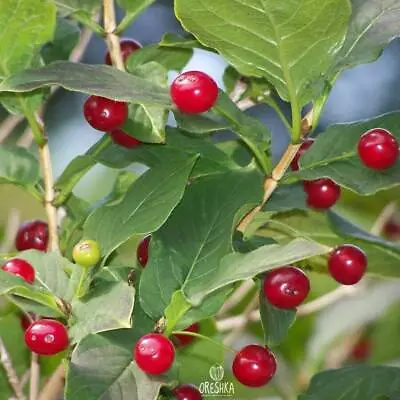 Lonicera Alpigena L. 5 PCS Fresh Seeds Alpine Honeysuckle Red Berries • £8.04