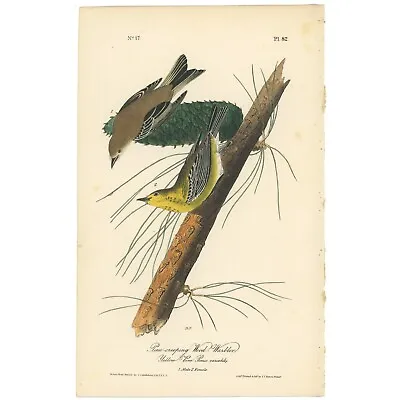 Audubon Birds Octavo 1st Ed 1840 H/c Lithograph Pl 82 Pine-creeping Wood Warbler • $125