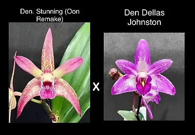 Orchid Flask - Dendrobium Nullarbor Brook Min. 10+ Plants Hobby Flask • $40