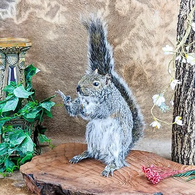 L44z Grey  Squirrel Flipping Bird Giving Finger Taxidermy Curiosity Oddities • $229.99