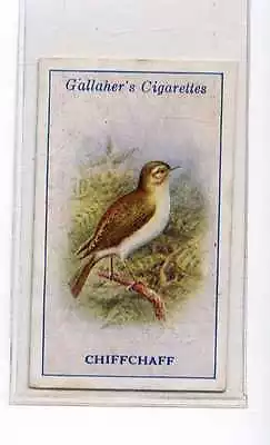 (Jx905-100) GallaherBritish Birds By G.RankinChiffchaff1923 #32 • £2