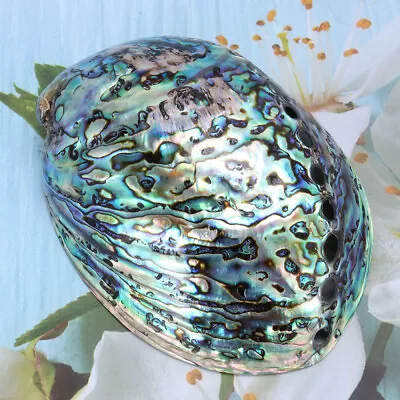 Natural Abalone Shell For Smudging And Meditation (10-12cm) • £13.69