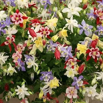 Columbine MCKANA GIANT Mix Perennial Hummingbirds Butterflies Non-GMO 200 Seeds • $3.98