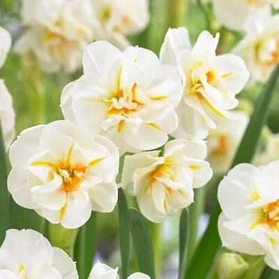 (5) Sir Winston Churchill Butterfly Daffodil Bulbs Please Check Our Other Bulbs • $6.95