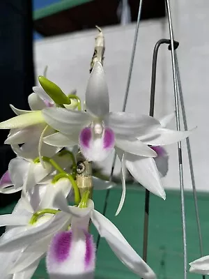 $135 • Buy Dendrobium Anosmum Var Semi Alba -Fragrant And Rare