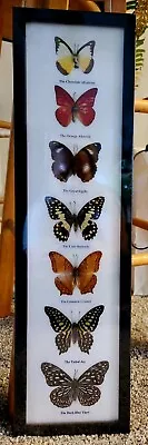 7 Real  Mounted Butterflies  In Acrylic  Frame Wood Size 21 X6  • $55.99